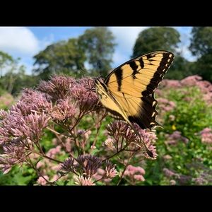 Meet your Posher, Camille